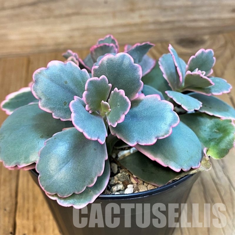 SH31645 Kalanchoe fedtschenkoi f. variegata