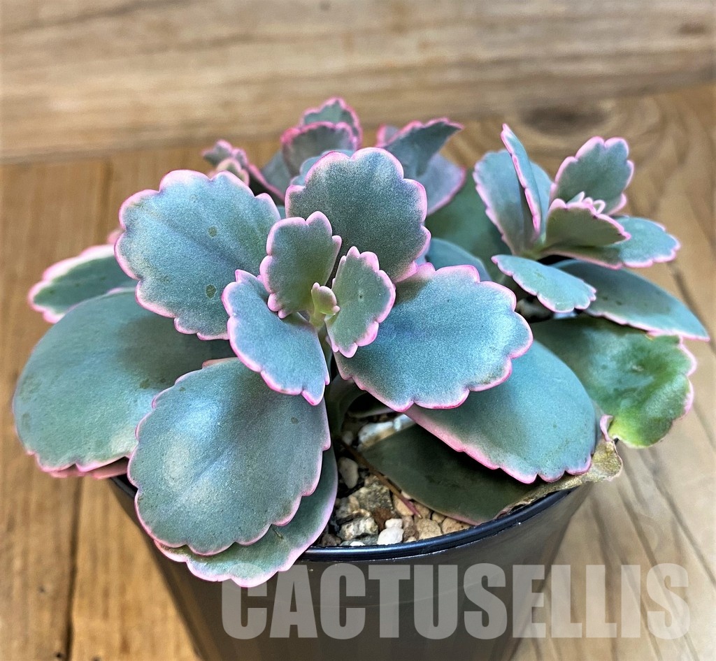 SH31645 Kalanchoe fedtschenkoi f. variegata
