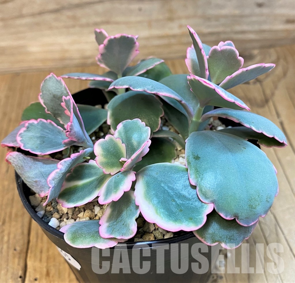 SH31645 Kalanchoe fedtschenkoi f. variegata - Image 2