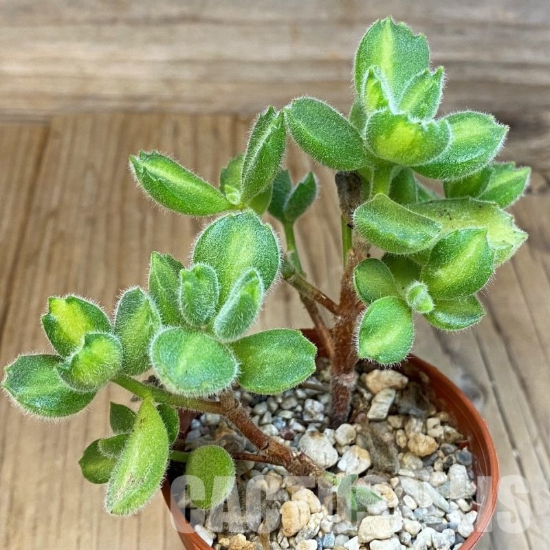 SH31646 Cotyledon ladismithiensis 'Lemon Stripe'