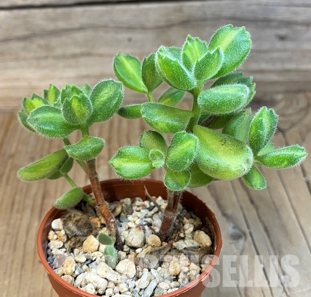SH31646 Cotyledon ladismithiensis 'Lemon Stripe' - Image 2