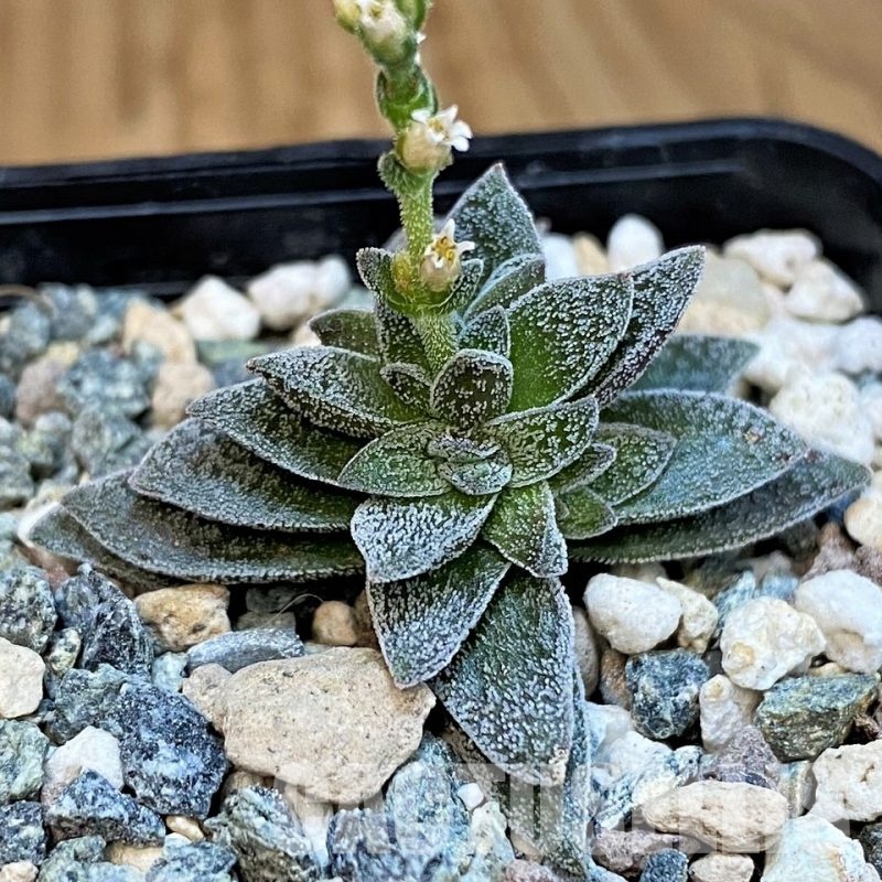SH31647 Crassula 'Frosty'