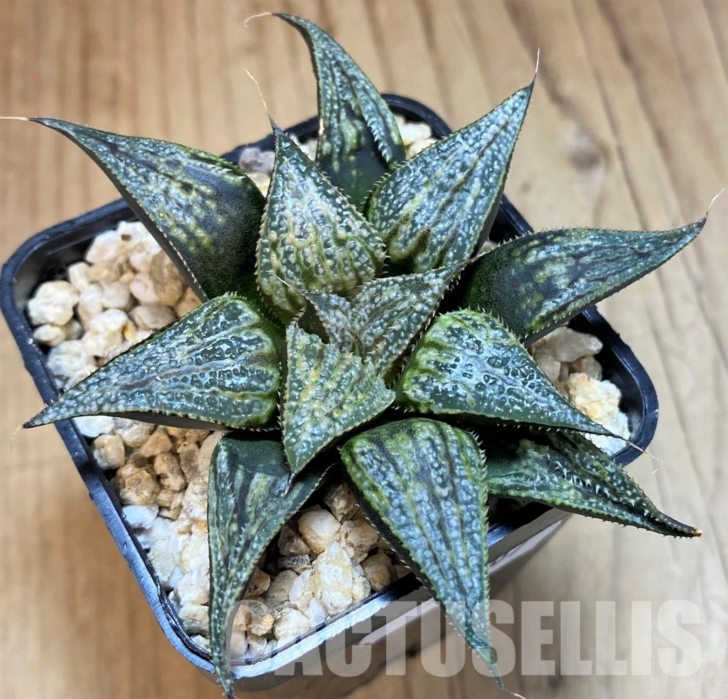 SH31607 Haworthia 'Bev's wonder' F2 - Image 2