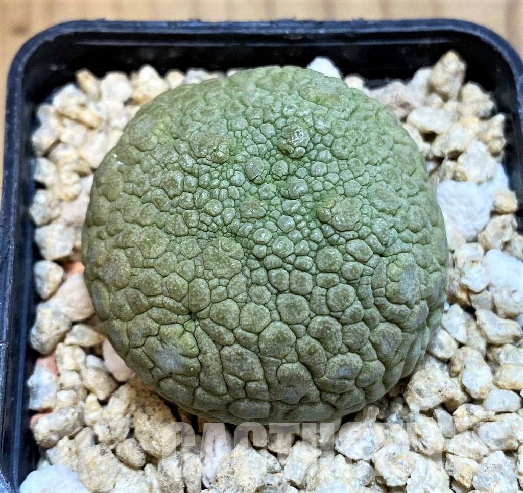 SH31648 Pseudolithos migiurtinus - Image 2