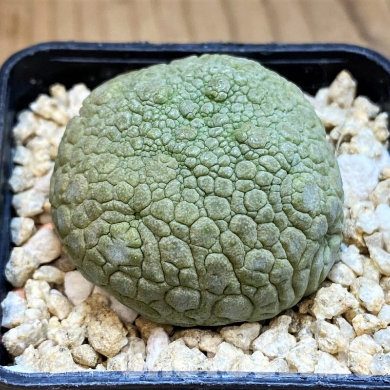 SH31648 Pseudolithos migiurtinus