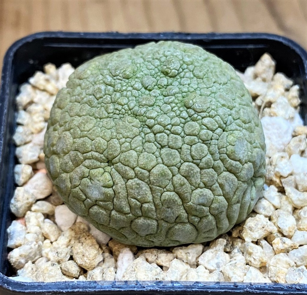 SH31648 Pseudolithos migiurtinus