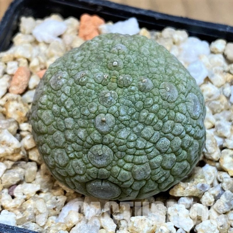 SH31649 Pseudolithos migiurtinus