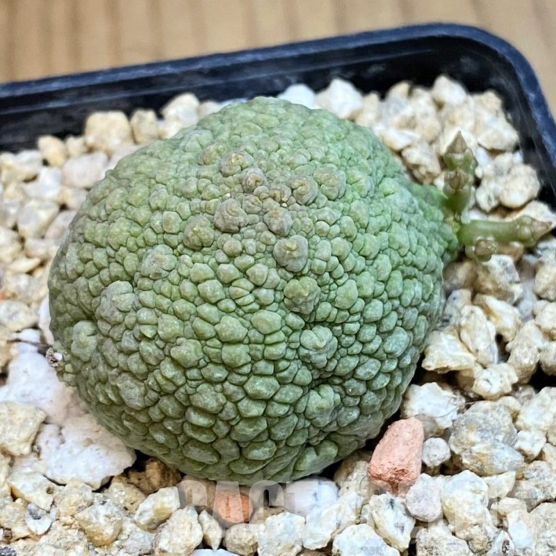SH31650 Pseudolithos migiurtinus