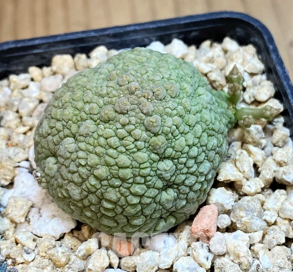 SH31650 Pseudolithos migiurtinus