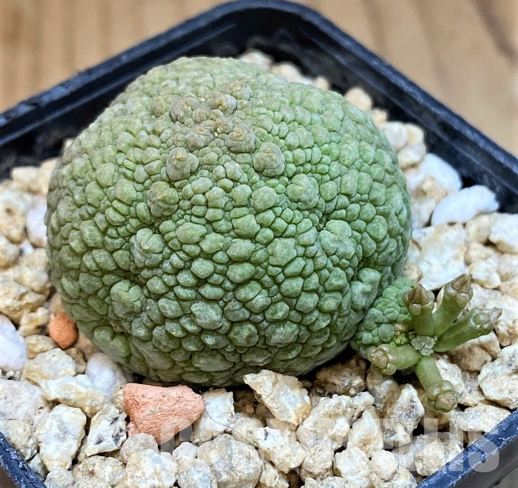 SH31650 Pseudolithos migiurtinus - Image 2