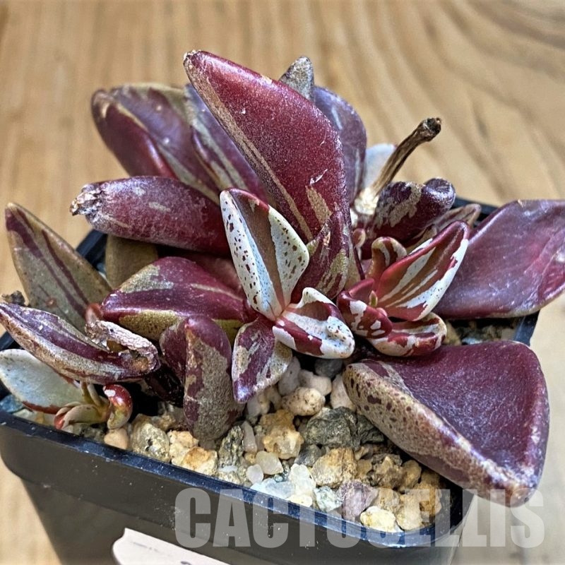 SH31651 Lenophyllum guttatum f. variegata