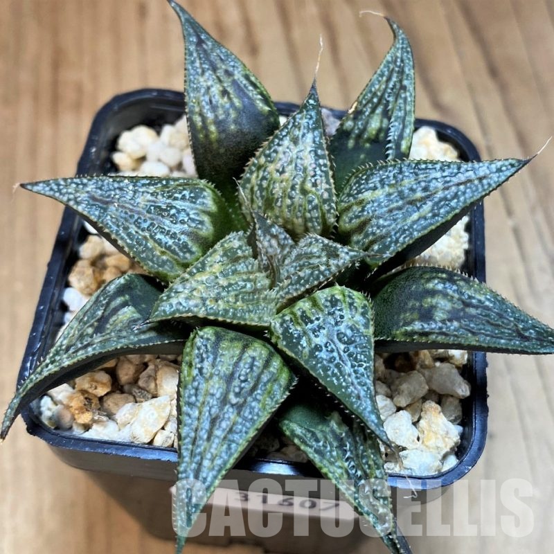 SH31607 Haworthia 'Bev's wonder' F2