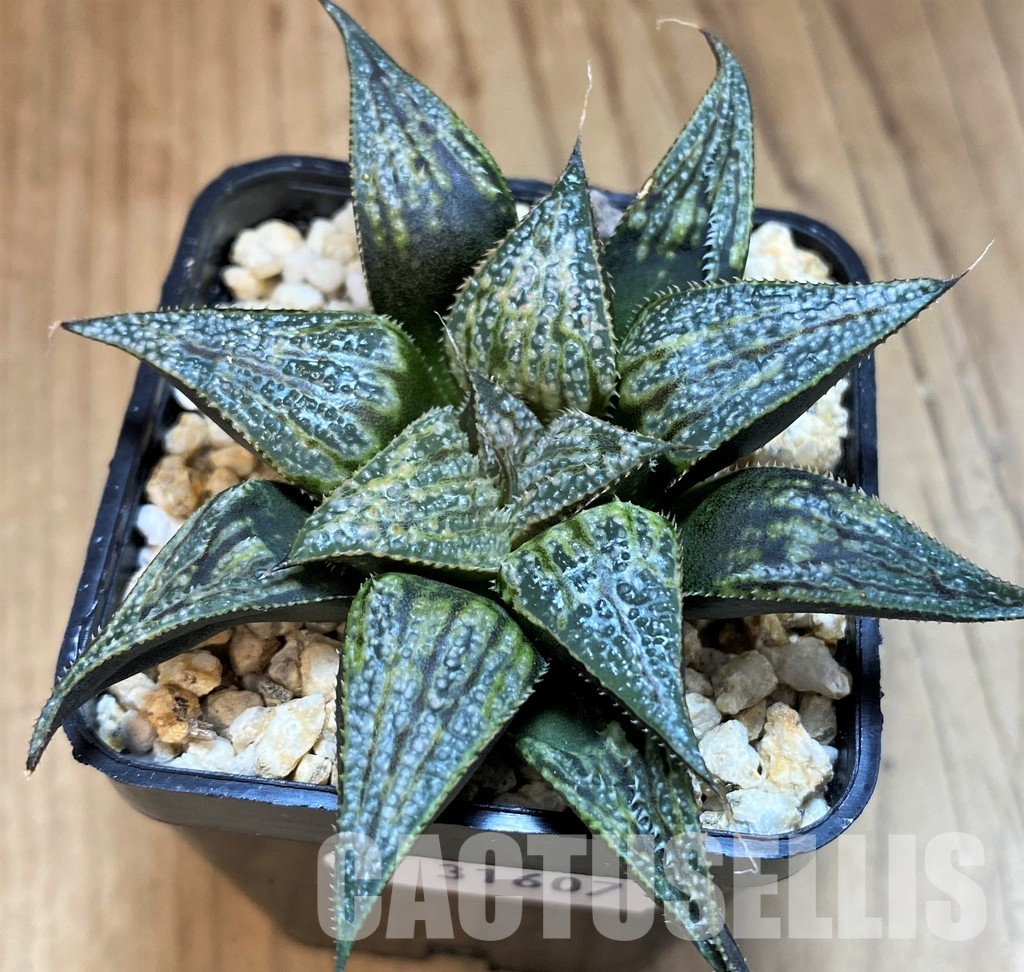 SH31607 Haworthia 'Bev's wonder' F2