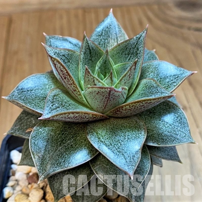 SH31652 Echeveria purpusorum