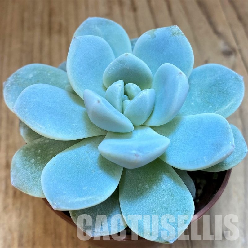 SH31653 Echeveria 'Ice Green'
