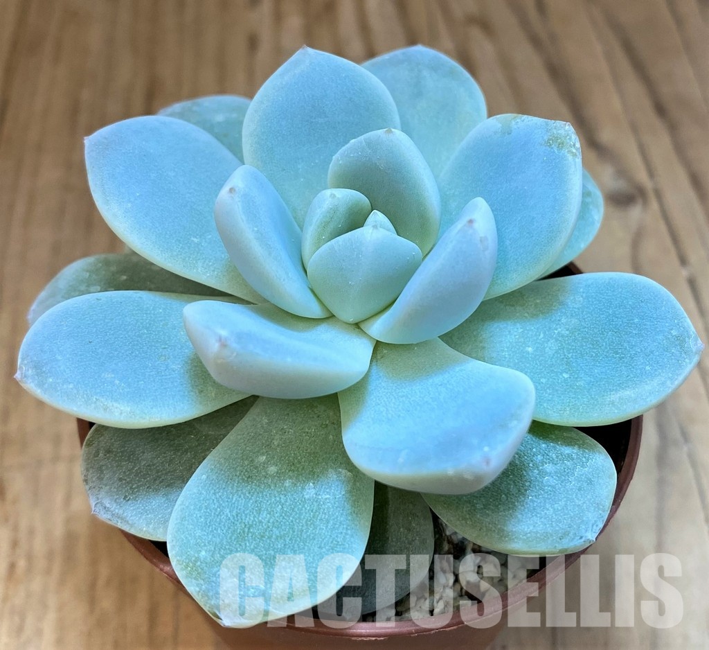 SH31653 Echeveria 'Ice Green' - Image 2