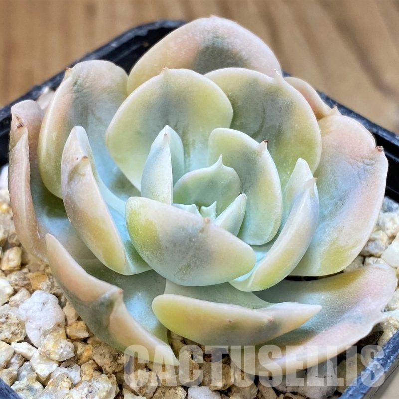 SH31654 Echeveria runyonii f. variegata