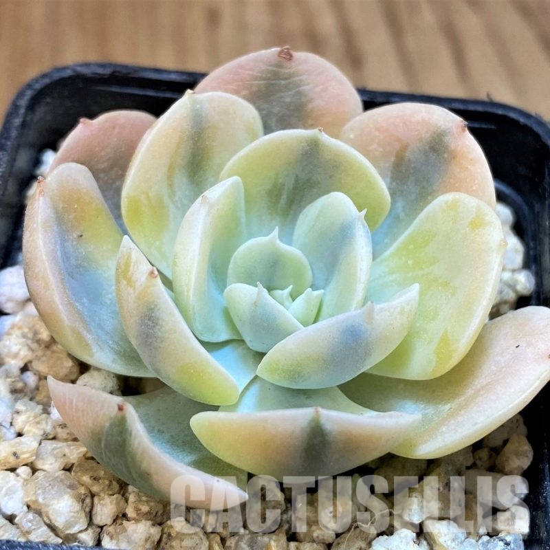 SH31655 Echeveria runyonii f. variegata