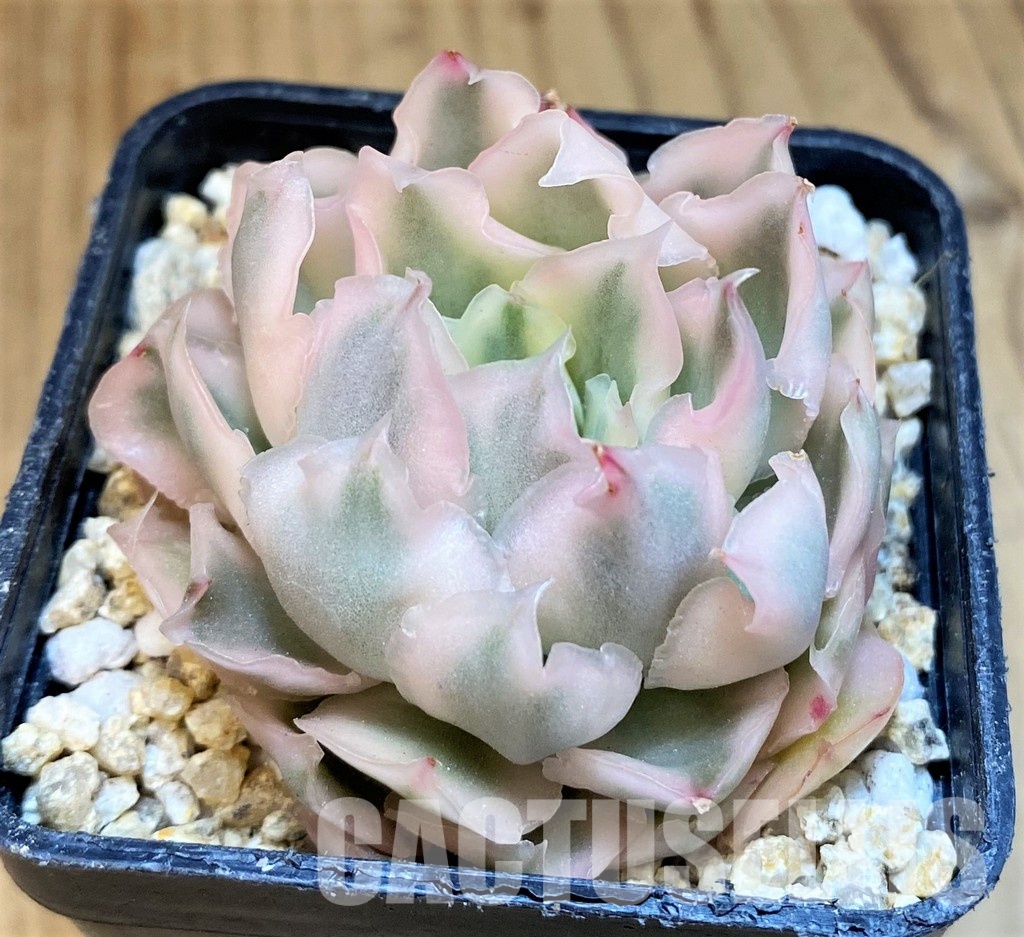 SH31656 Echeveria 'Purple Butterfly' f. variegata