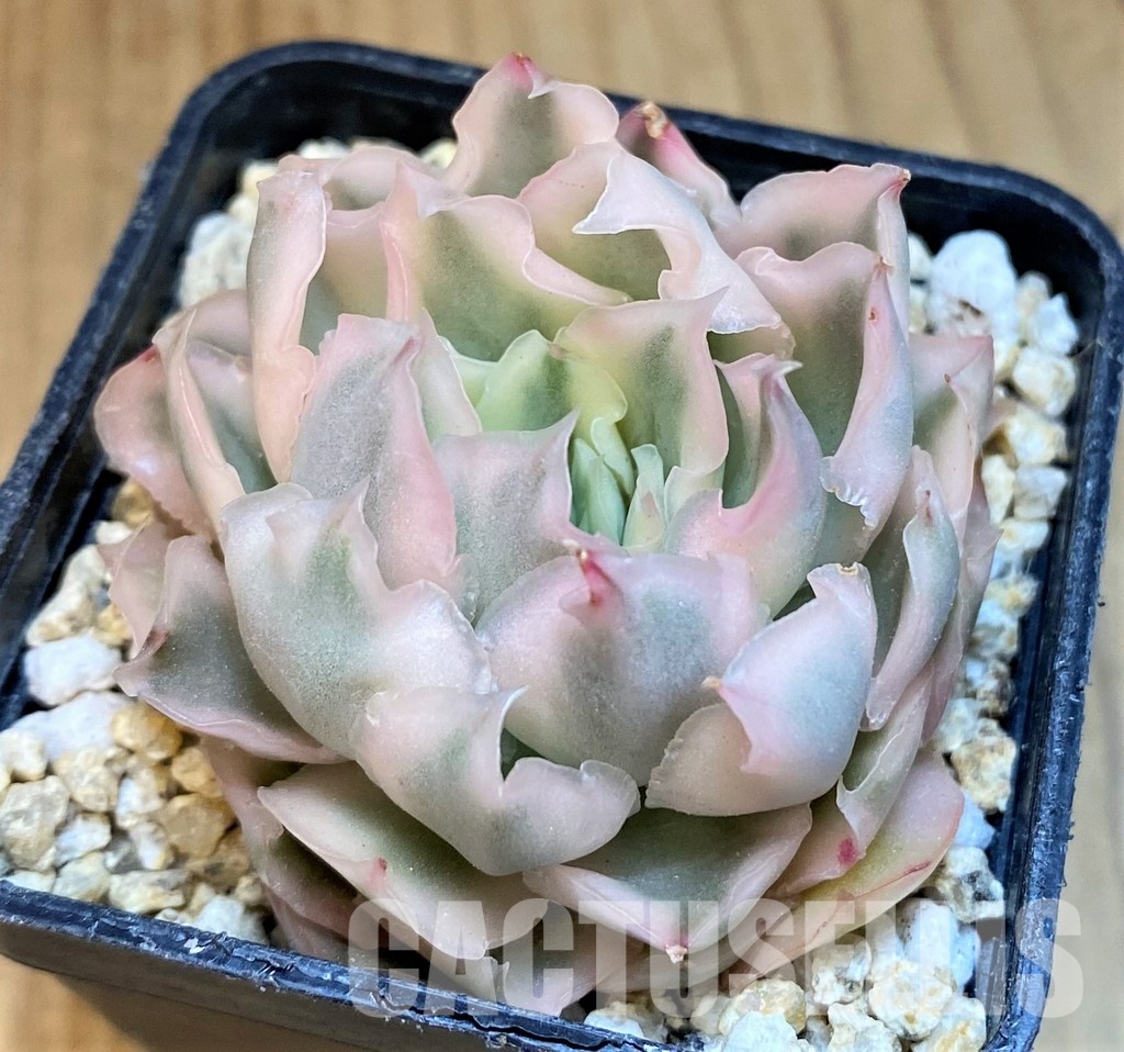 SH31656 Echeveria 'Purple Butterfly' f. variegata - Image 2