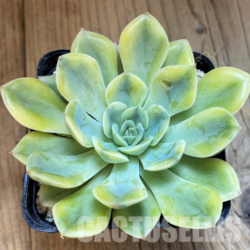 SH31658 Echeveria ‘Moon Fairy’