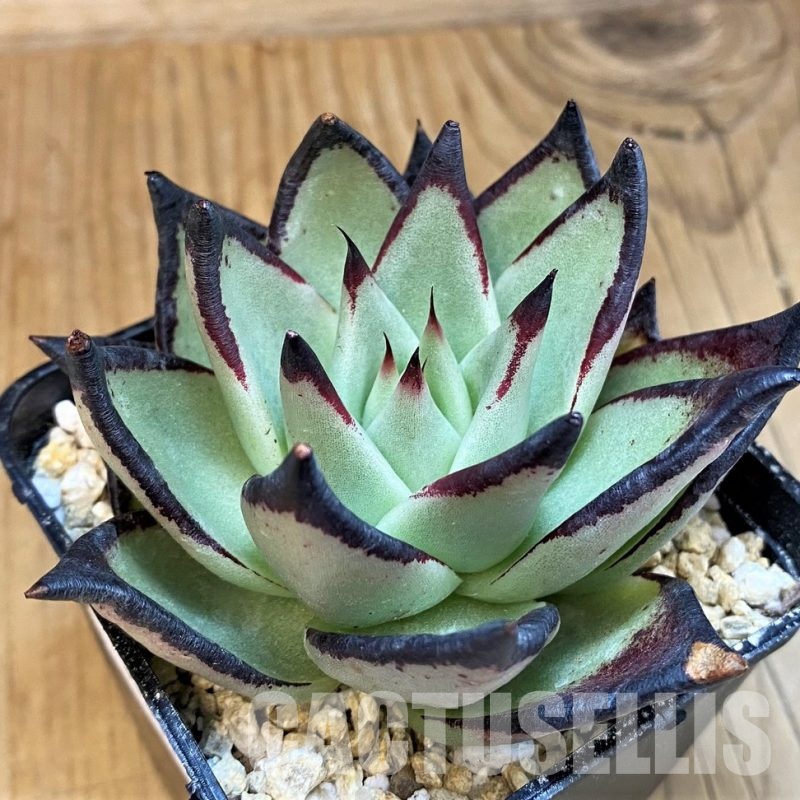 SH31659 Echeveria agavoides ‘Black Ebony'