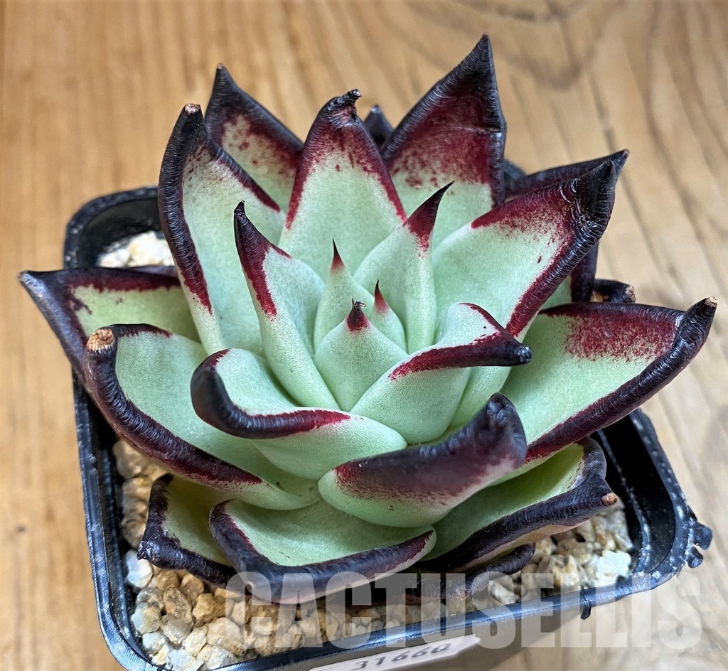 SH31660 Echeveria agavoides ‘Black Ebony'