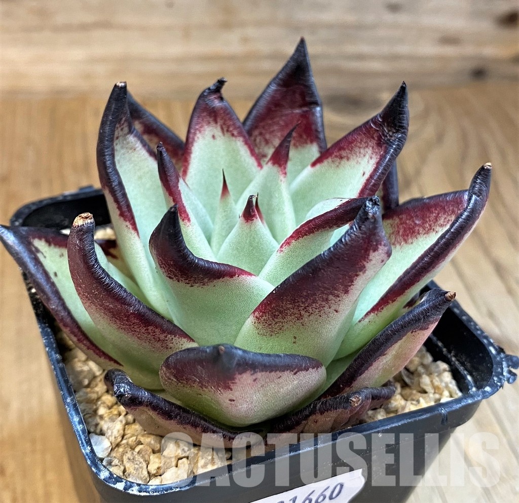 SH31660 Echeveria agavoides ‘Black Ebony' - Image 2