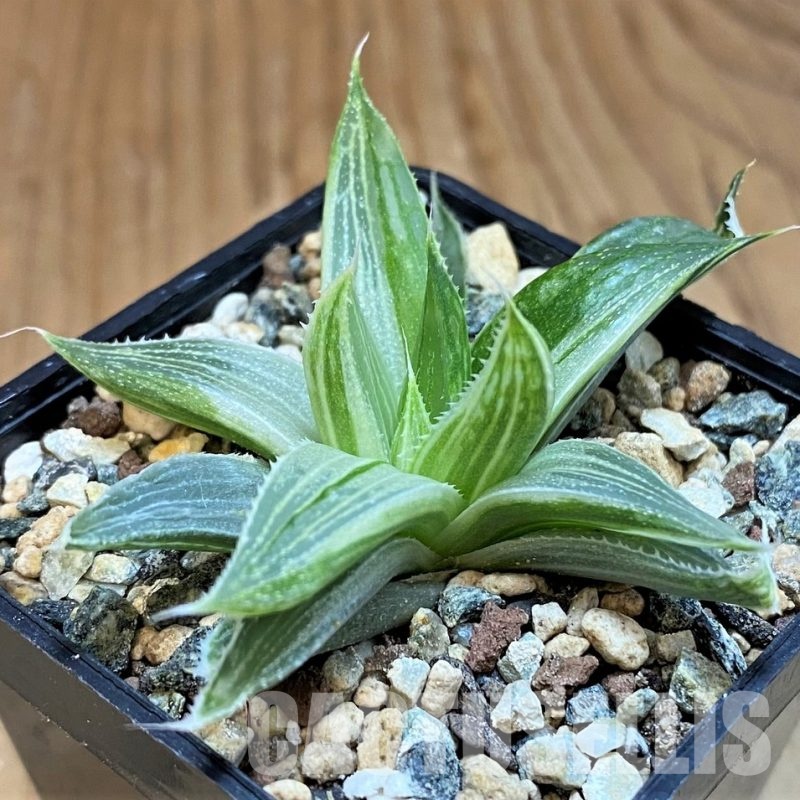 SH31608 Haworthia 'Grey Ghost'
