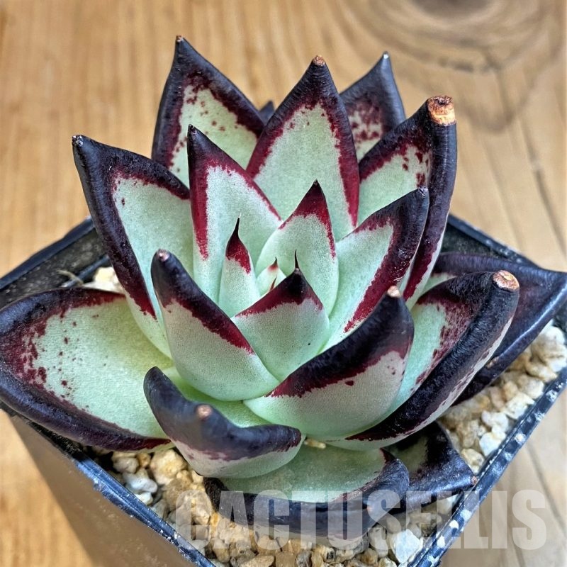 SH31661 Echeveria agavoides ‘Black Ebony'