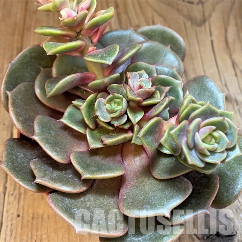 SH31662 Echeveria ‘Vampire Red Ball’