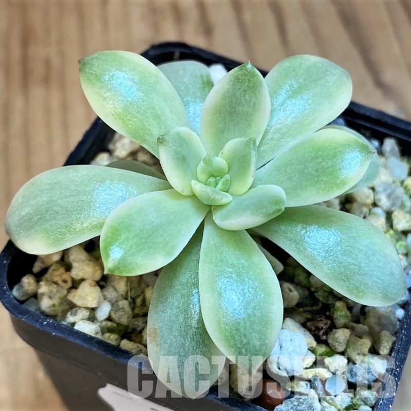 SH31663 Echeveria f. variegata