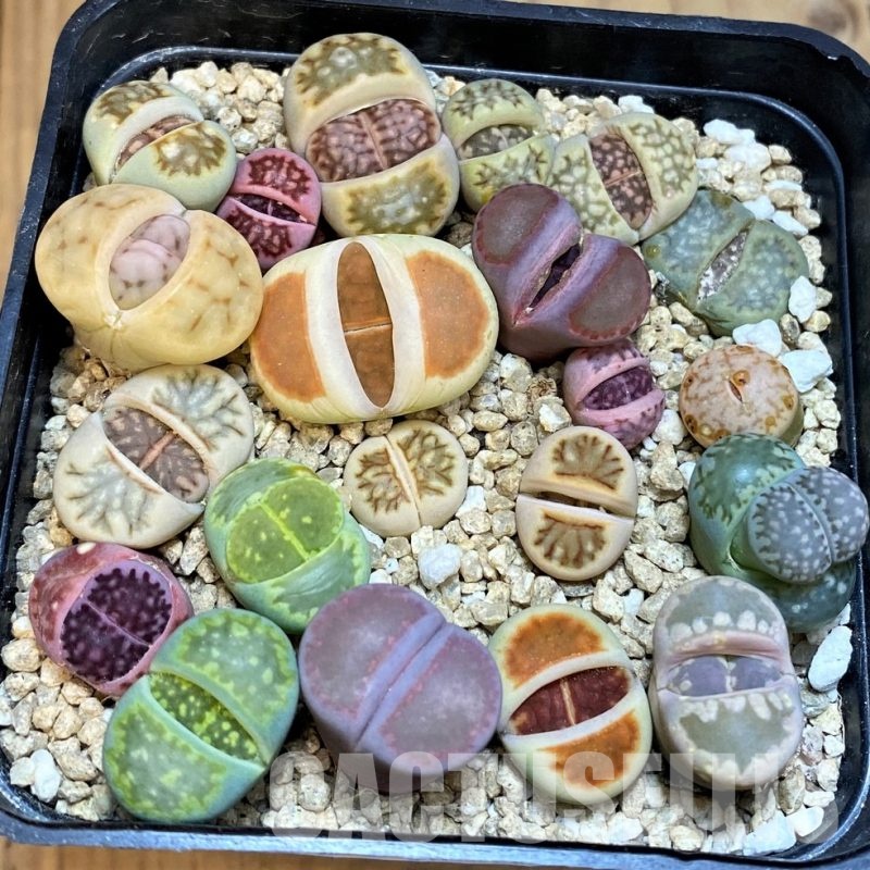 SH31665 Lithops mix