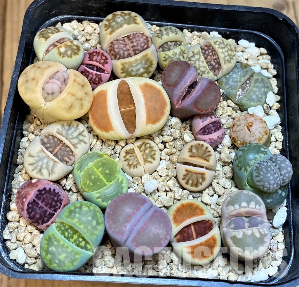 SH31665 Lithops mix