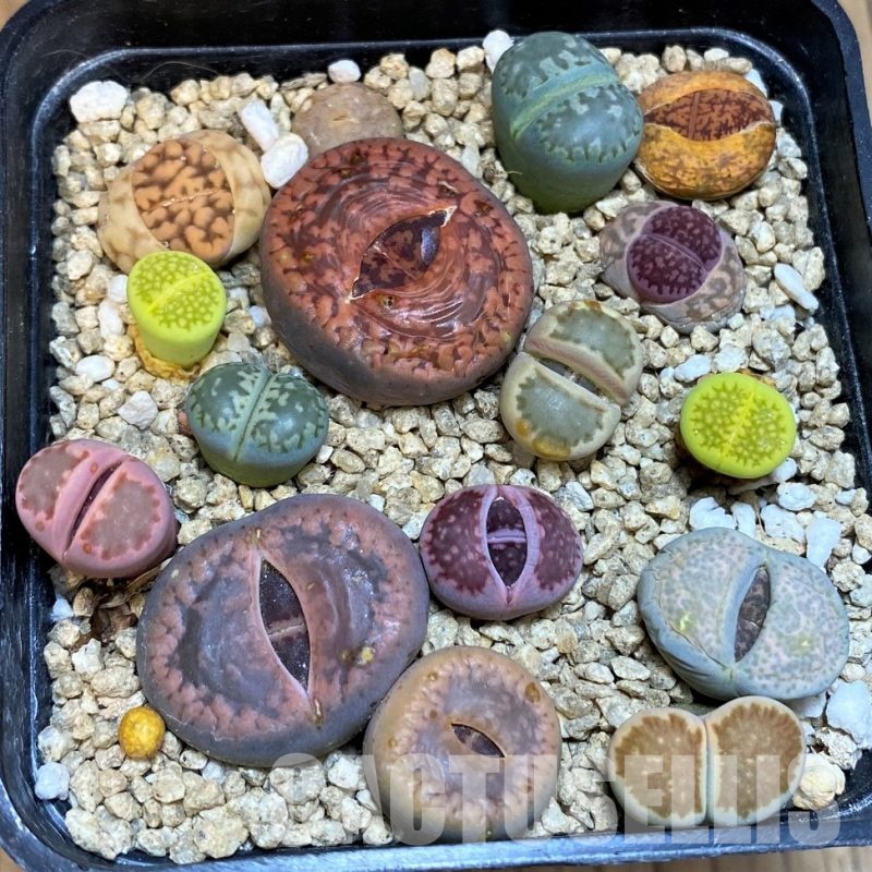 SH31666 Lithops mix