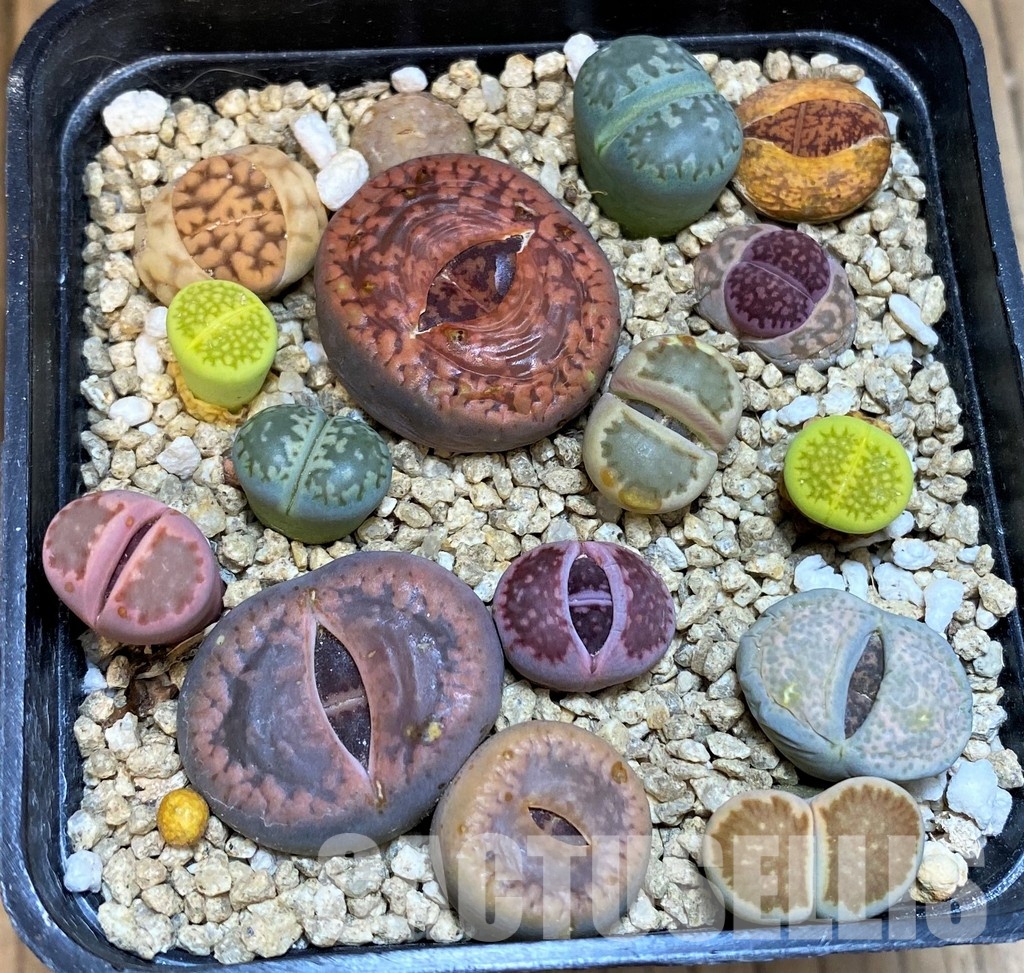 SH31666 Lithops mix