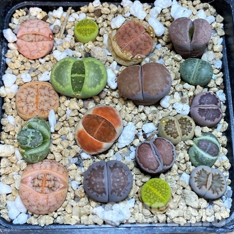 SH31667 Lithops mix