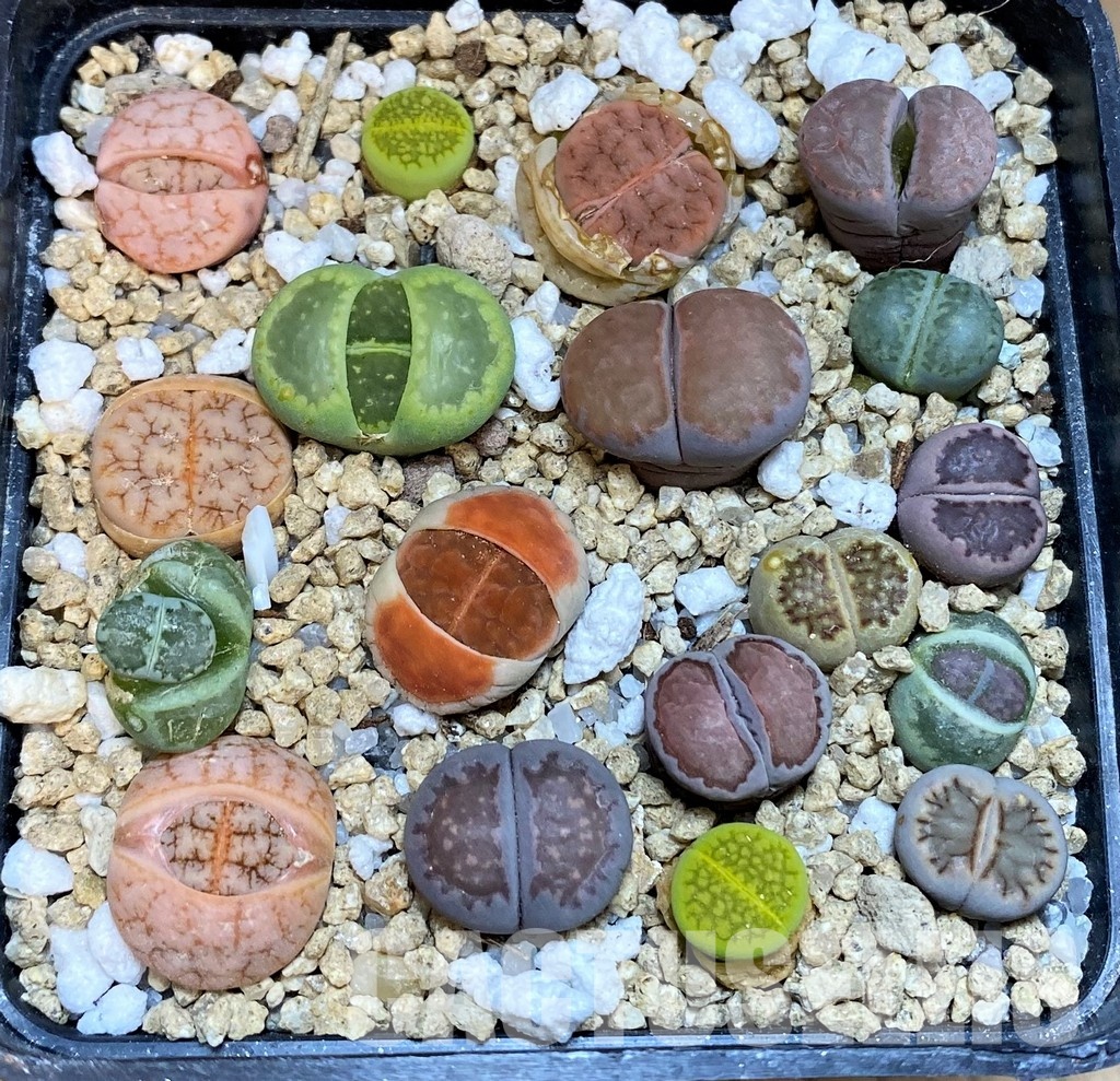 SH31667 Lithops mix