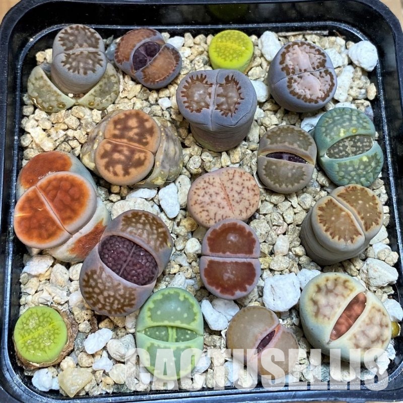 SH31668 Lithops mix