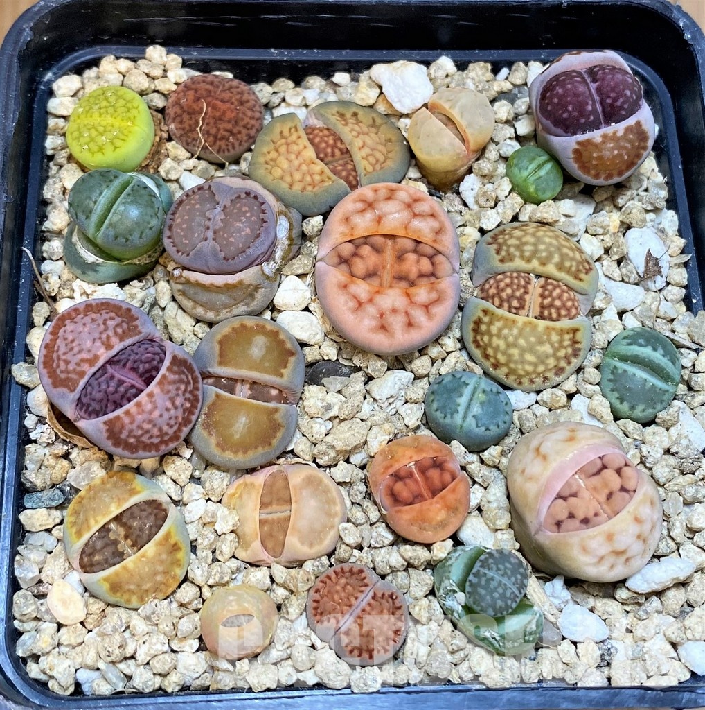 SH31669 Lithops mix