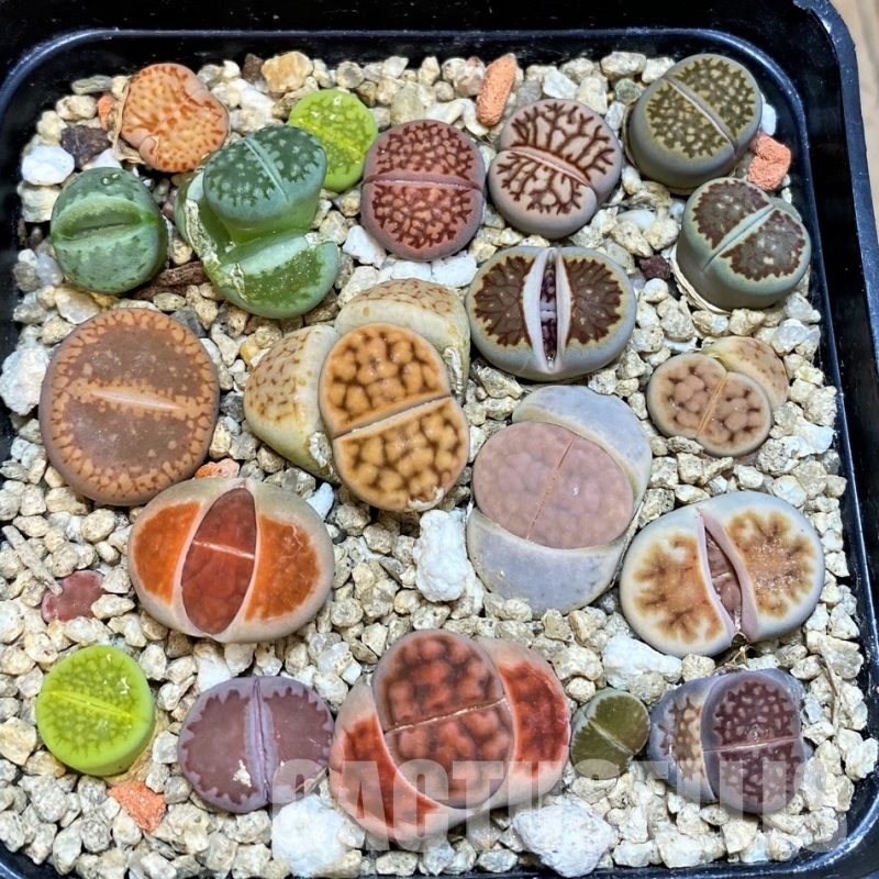 SH31670 Lithops mix