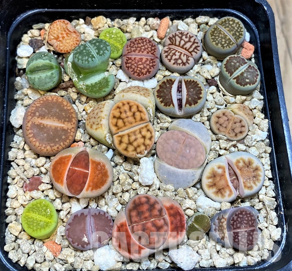 SH31670 Lithops mix