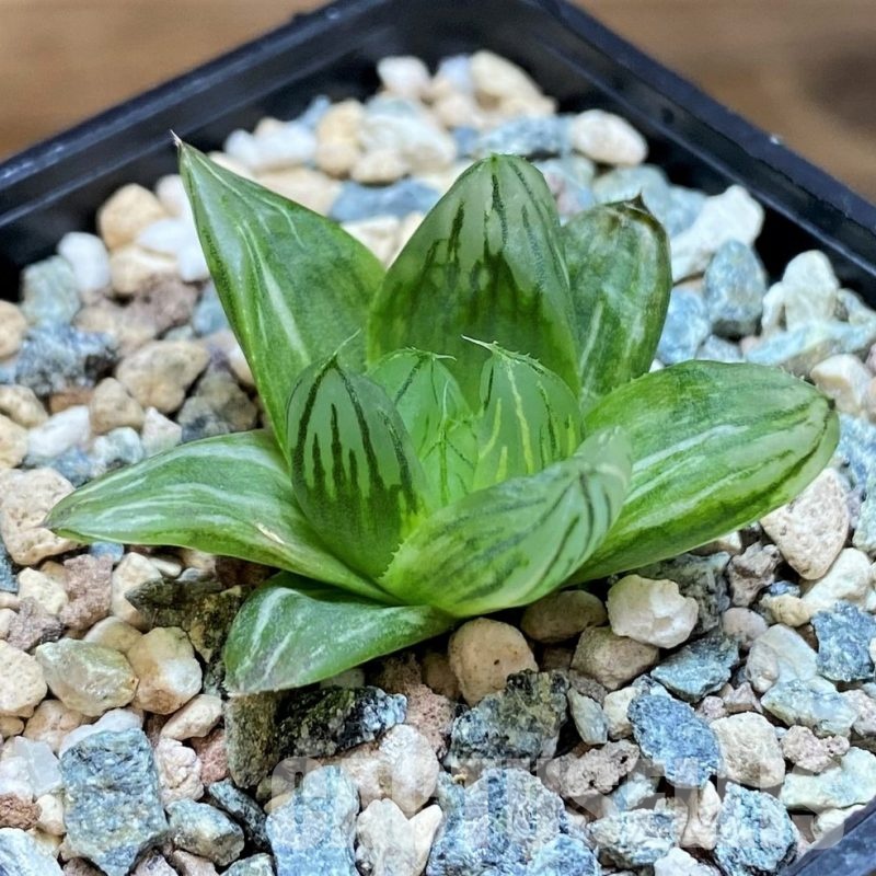 SH31609 Haworthia obtusa hybrid f. variegata RU2