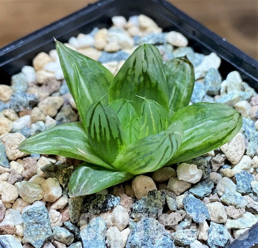 SH31609 Haworthia obtusa hybrid f. variegata RU2