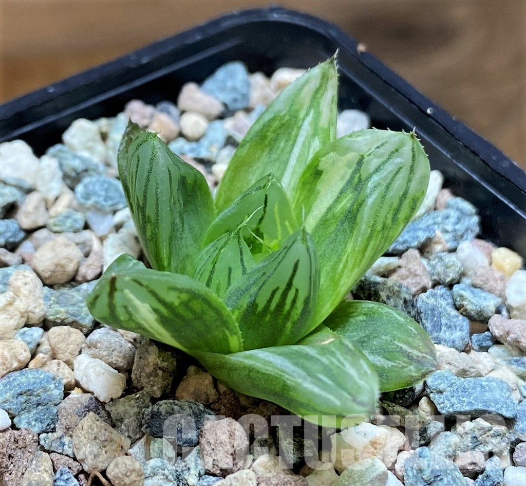 SH31609 Haworthia obtusa hybrid f. variegata RU2 - Image 2
