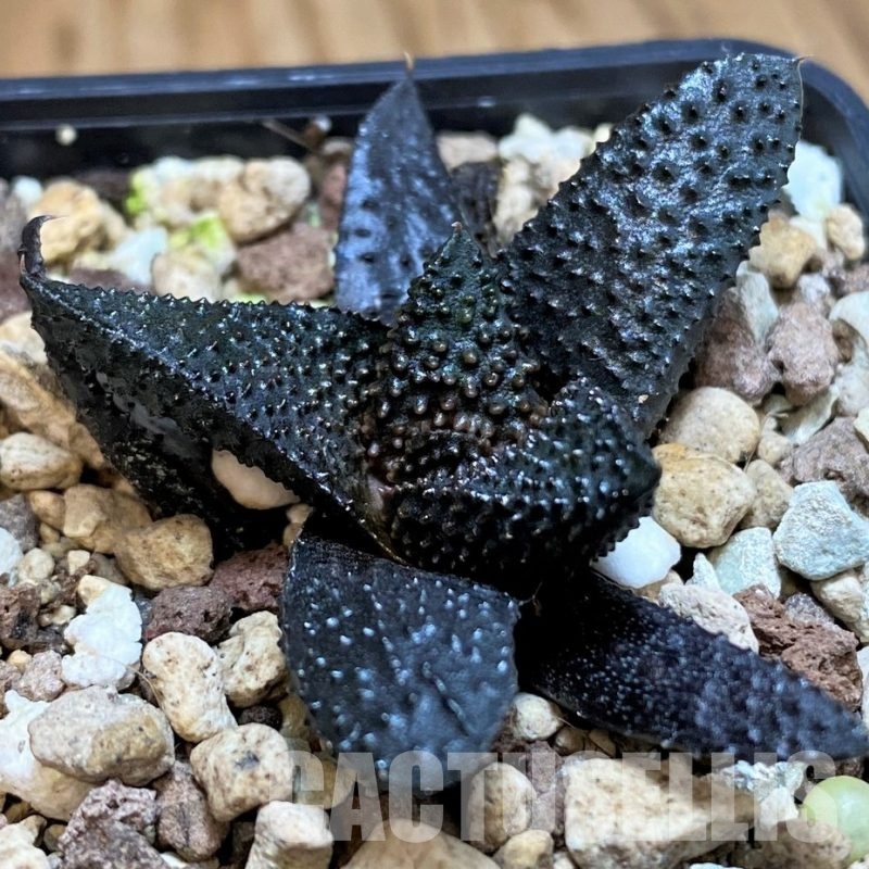 SH31610 Haworthia scabra x koelmaniorum