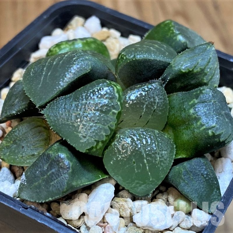 SH31611 Haworthia 'bayeri x splendens