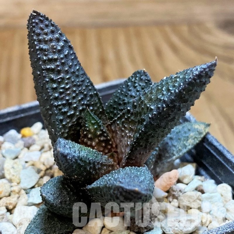 SH31612 Haworthia scabra x koelmaniorum