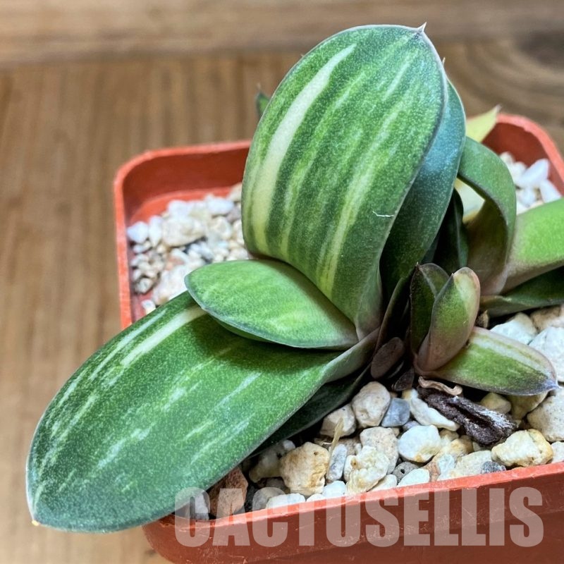 SH31613 Gasteria glomerata f. variegata, seedling