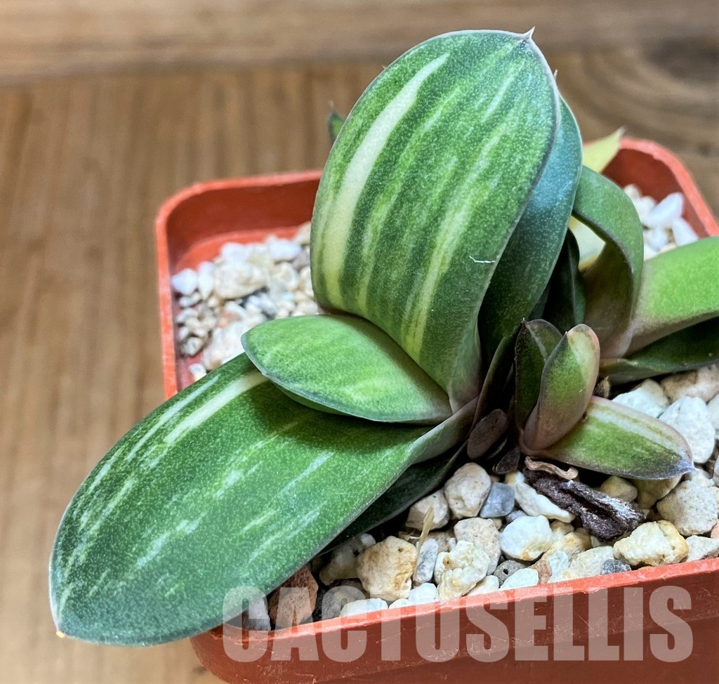 SH31613 Gasteria glomerata f. variegata, seedling